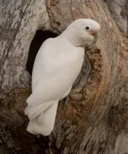 goffin cockatoo parrot size