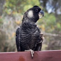 Carnaby's cockatoo for sale