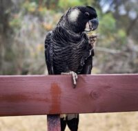 Carnaby's cockatoo for sale