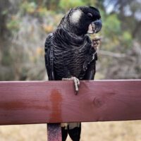 Carnaby's cockatoo for sale