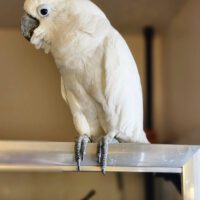 Umbrella Cockatoo Bird