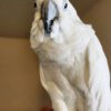 Umbrella Cockatoo Bird