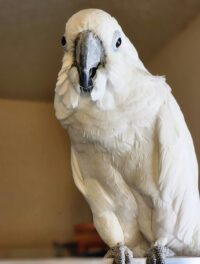 Umbrella Cockatoo Bird