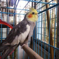 cockatiel for sale