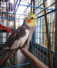 cockatiel for sale