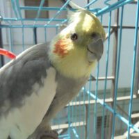 cockatiel for sale